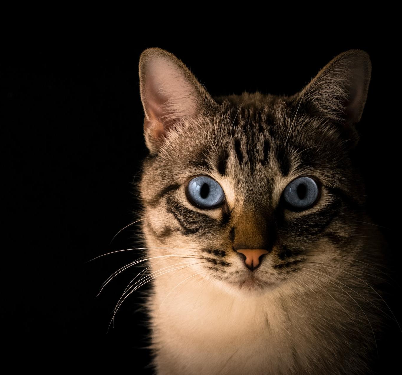 close up photo of tabby cat